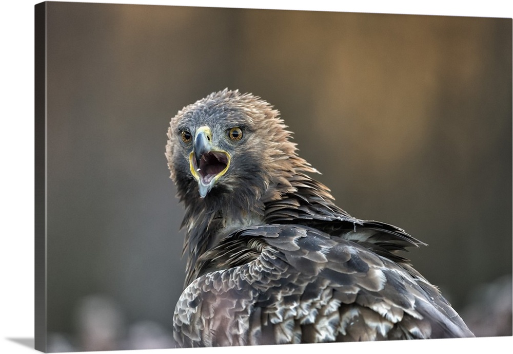 Golden eagle (Aquila chrysaetos), Sweden, Scandinavia, Europe