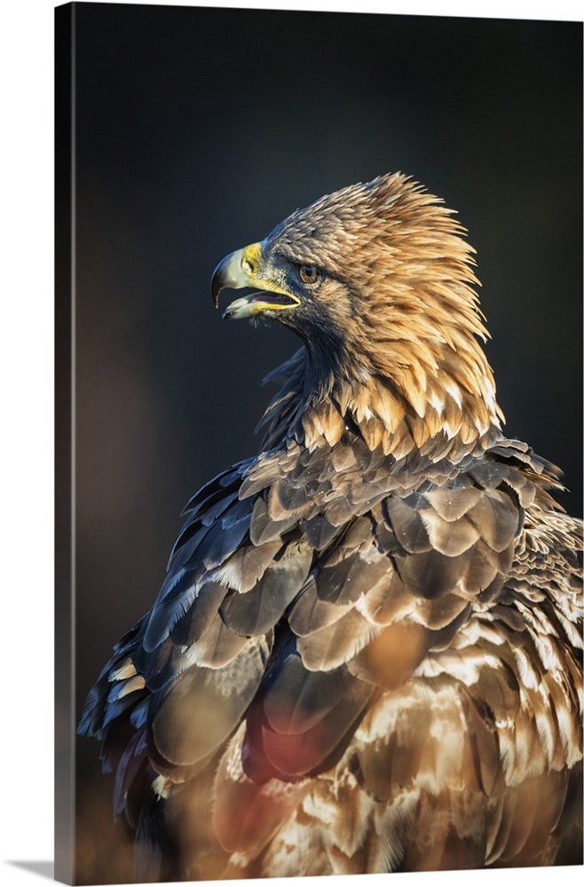 Golden eagle (Aquila chrysaetos), Sweden, Scandinavia, Europe