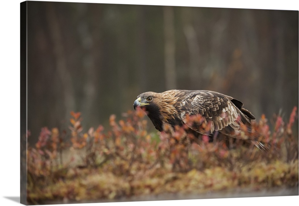 Golden eagle (Aquila chrysaetos), Sweden, Scandinavia, Europe