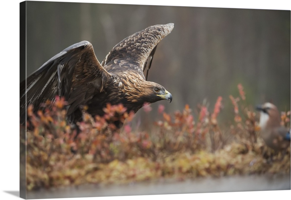 Golden eagle (Aquila chrysaetos), Sweden, Scandinavia, Europe