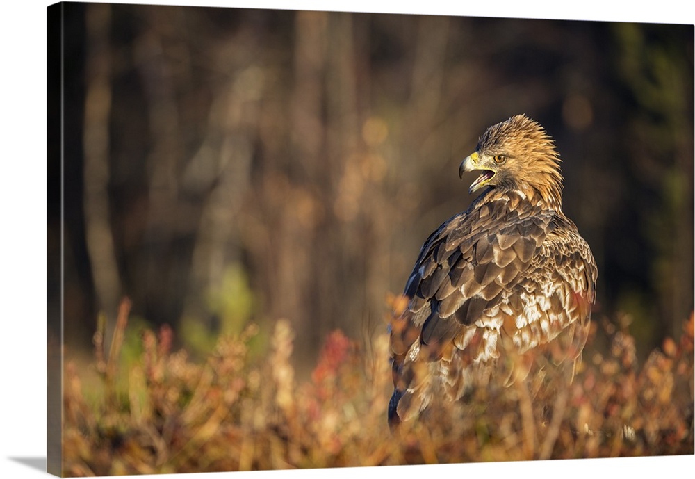 Golden eagle (Aquila chrysaetos), Sweden, Scandinavia, Europe