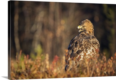 Golden eagle Sweden