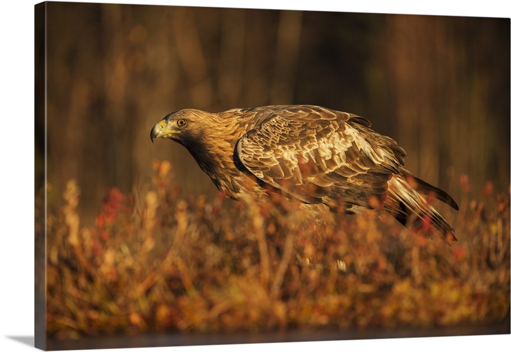 Golden eagle (Aquila chrysaetos), Sweden, Scandinavia, Europe