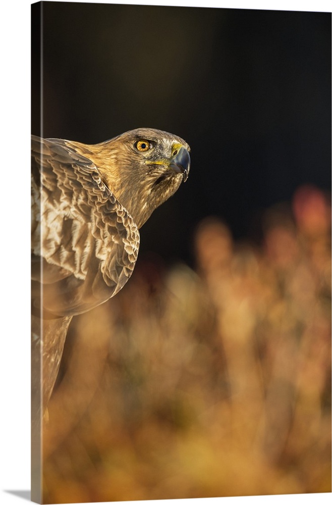 Golden eagle (Aquila chrysaetos), Sweden, Scandinavia, Europe