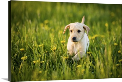 Golden Labrador Puppy running through a field of daisies, United Kingdom, Europe
