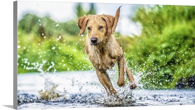 Golden Labrador running through a shallow river, United Kingdom, Europe
