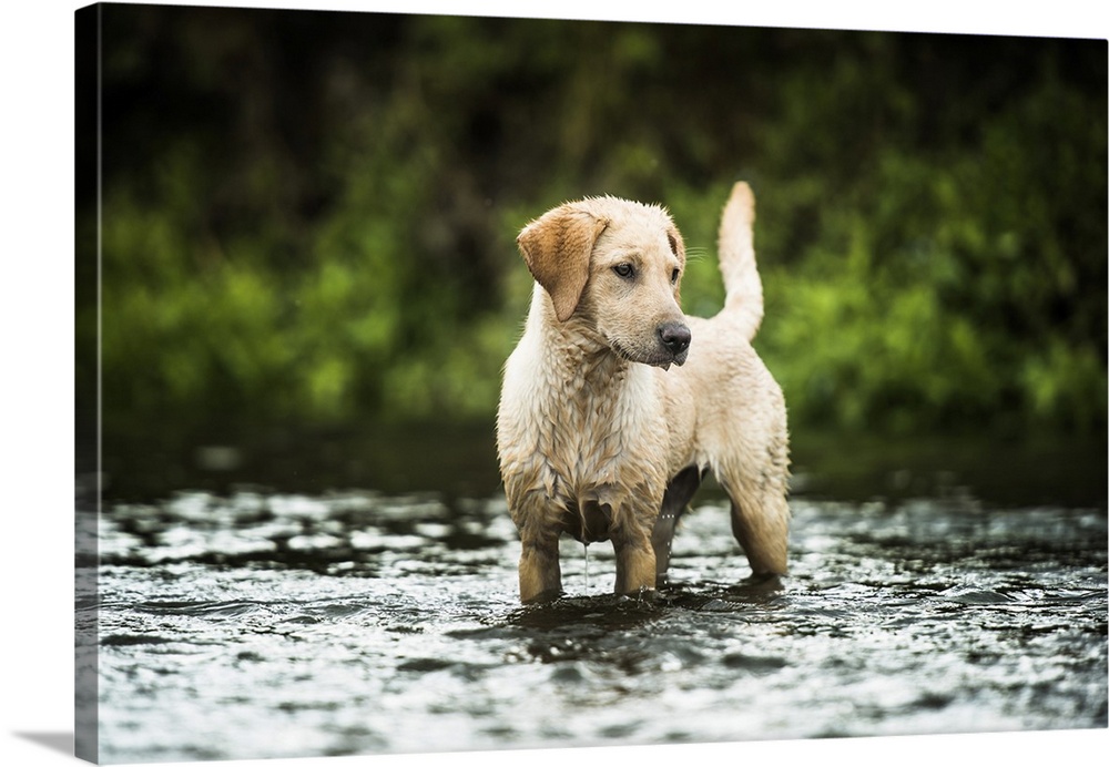 Golden Labrador standing in a shallow river looking away from the camera, United Kingdom, Europe