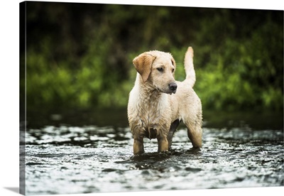 Golden Labrador Standing In A Shallow River Looking Away From The Camera, United Kingdom