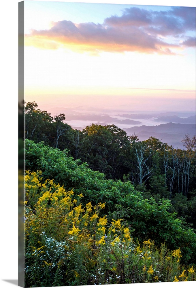 Golden rods and sunrise over the Blue Ridge Mountains, North Carolina, United States of America, North America