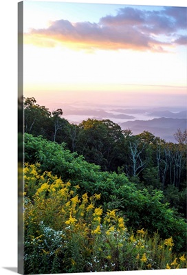 Golden rods and sunrise over the Blue Ridge Mountains, North Carolina