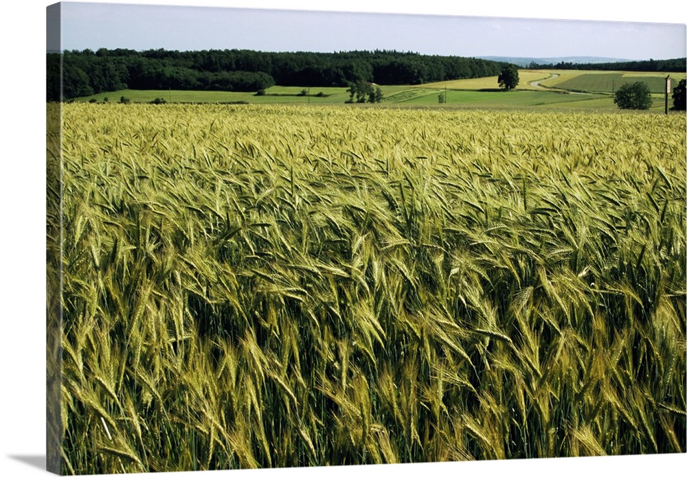 Grain field, agricultural landscape, near Retz, Lower Austria, Austria