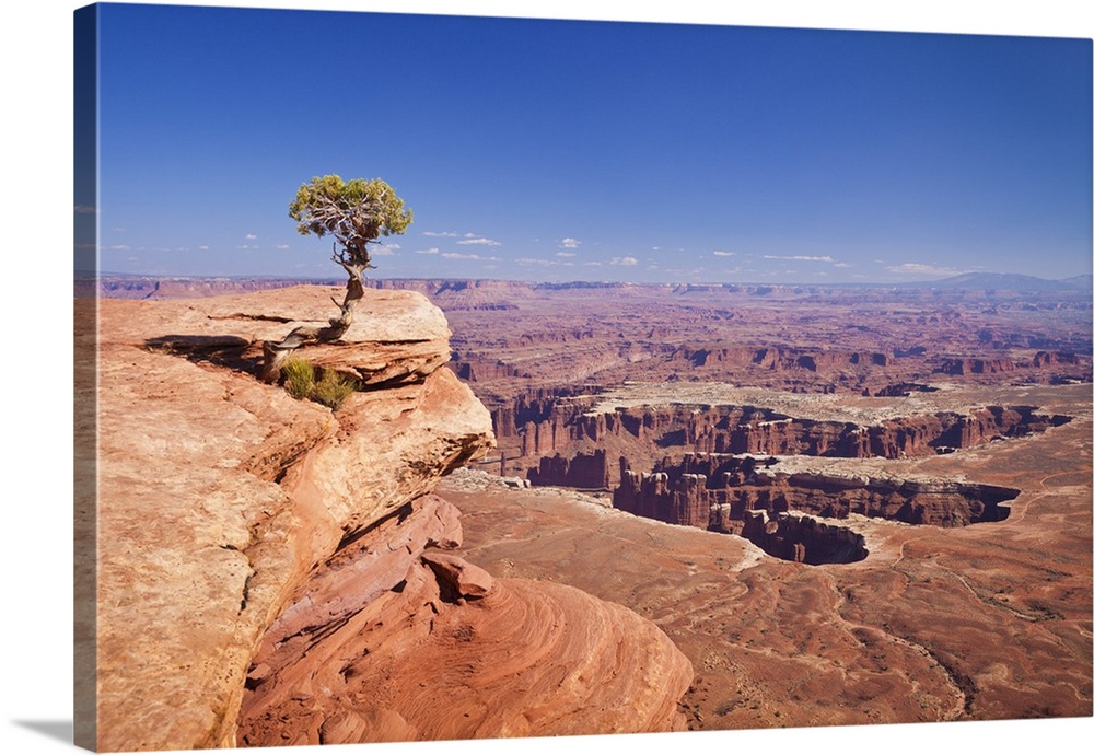 Grand View Point overlook and juniper tree, Canyonlands National Park, Utah