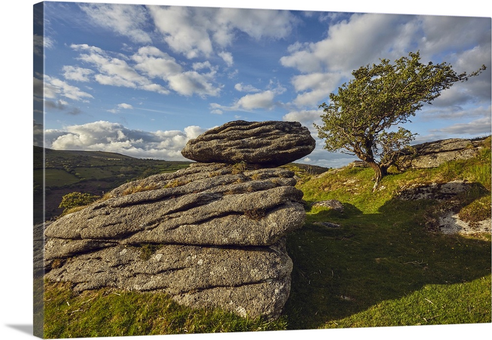 A classic Dartmoor scene, a granite boulder and wind-gnarled hawthorn tree, on Bench Tor, Dartmoor National Park, in Devon...
