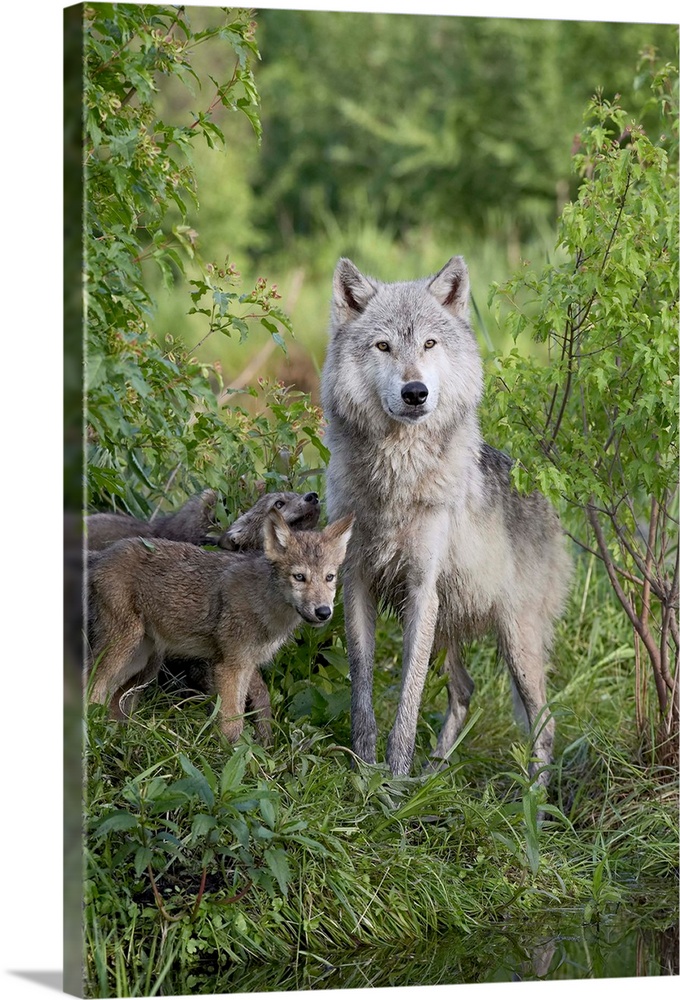 Gray wolf adult and pups, in captivity, Sandstone, Minnesota