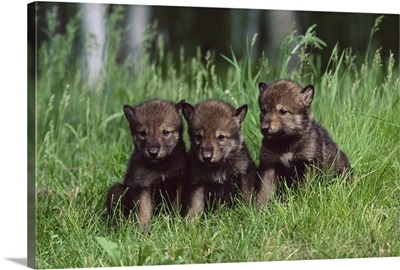 Gray wolf pups, in captivity, Sandstone, Minnesota