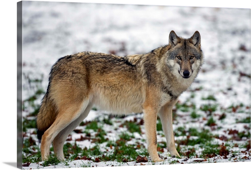 Gray wolf, Wildlife Preserve, Rheinhardswald, Germany