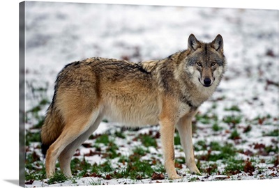 Gray wolf, Wildlife Preserve, Rheinhardswald, Germany