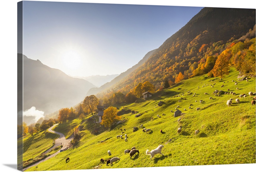 Grazing of sheep in the meadows with a white dog in autumn, Soglio, Bregaglia valley, Graubunden, Switzerland, Europe