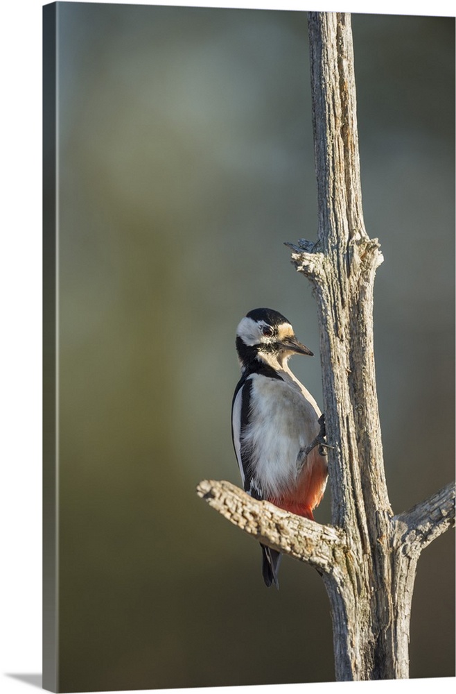 Great spotted woodpecker (Dendrocopos major), Sweden, Scandinavia, Europe