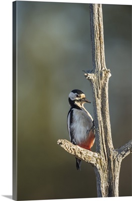 Great spotted woodpecker Sweden