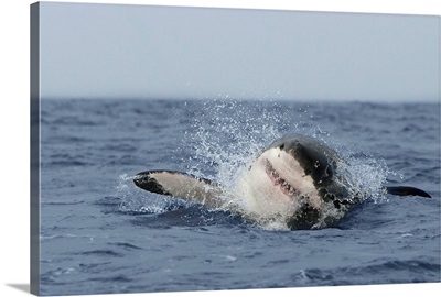 Great white shark breaching, Seal Island, False Bay, Cape Town, South Africa