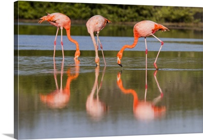 Greater Flamingos Foraging For Shrimp In Saltwater Lagoon, Galapagos Islands, Ecuador image thumbnail
