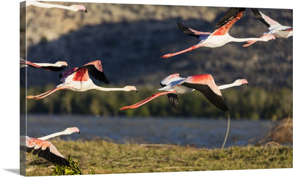 Greater flamingo (Phoenicopterus roseus), St. Augustine, southern area, Madagascar, Africa