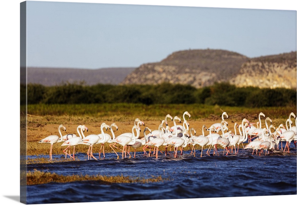 Greater flamingo (Phoenicopterus roseus), St. Augustine, southern area, Madagascar, Africa