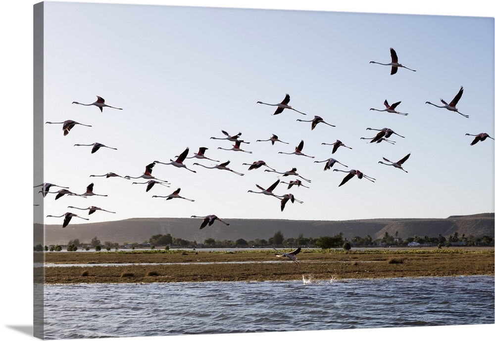 Greater flamingo (Phoenicopterus roseus), St. Augustine, southern area, Madagascar, Africa