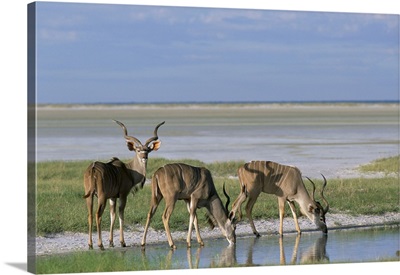 Greater kudu males at seasonal water on Etosha Pan, Namibia, Africa