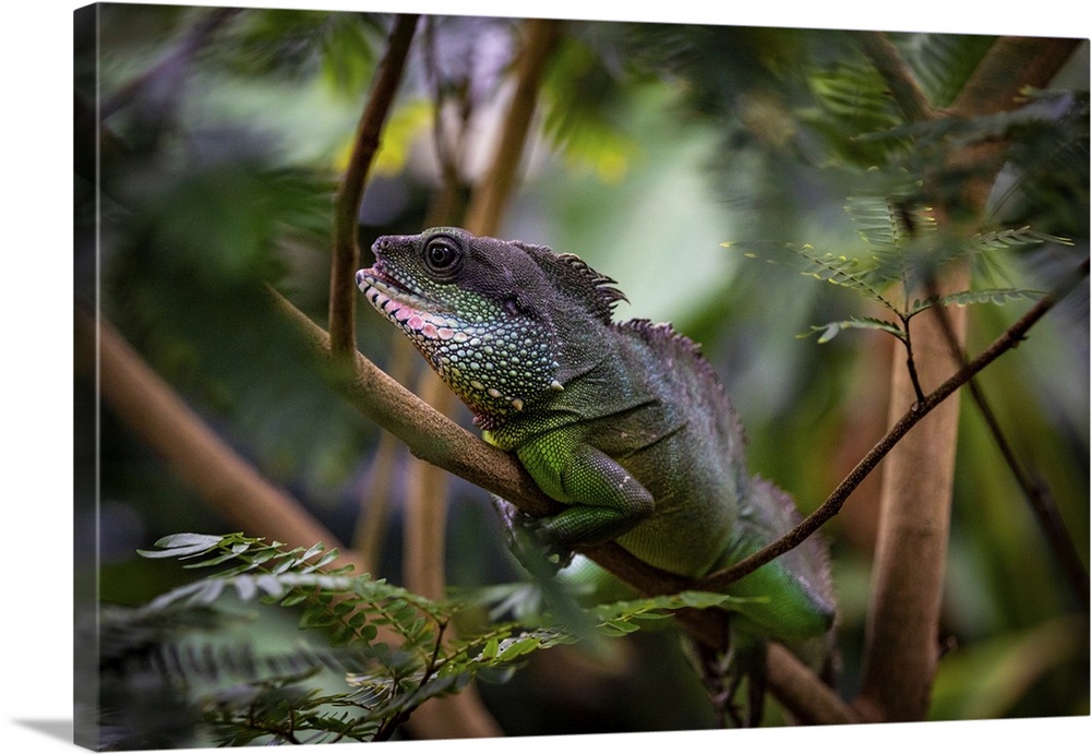 Green chameleon camouflaged among lush foliage, displaying natural wildlife and adaptation at Kew Gardens, London, England...