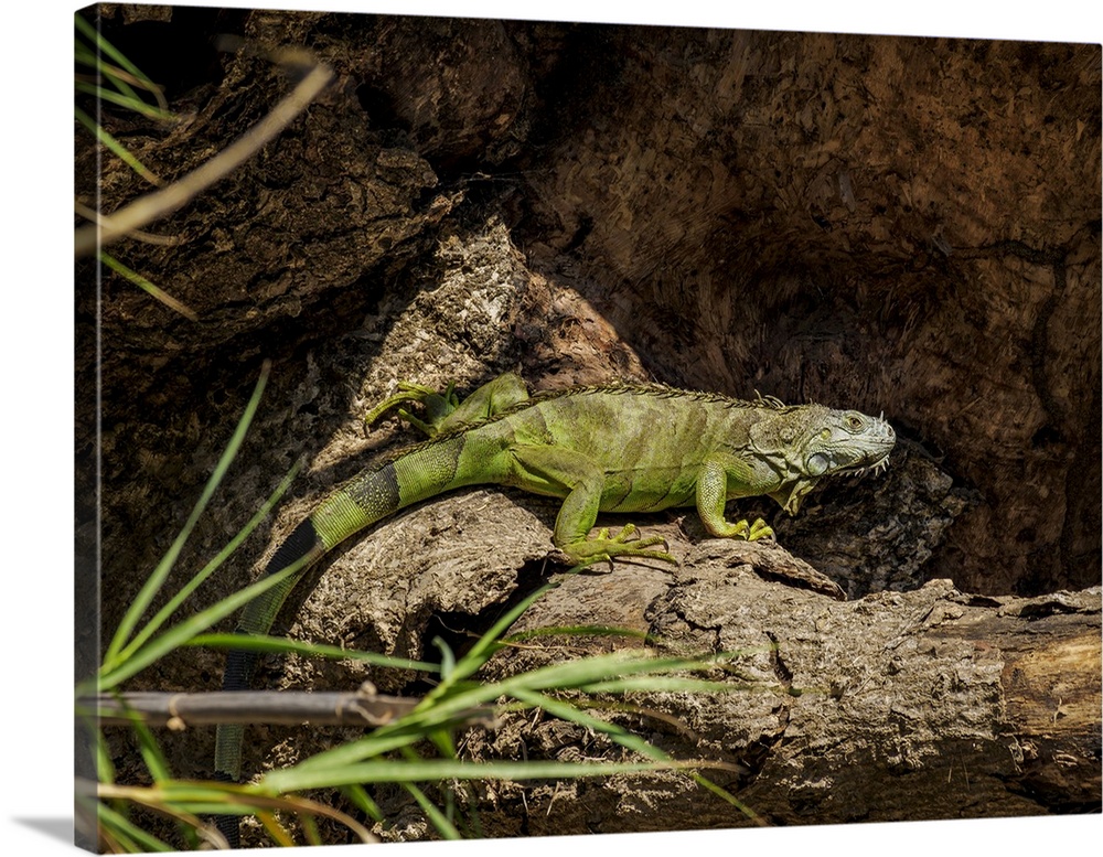 Green Iguana At Sumidero Canyon, Chiapas, Mexico