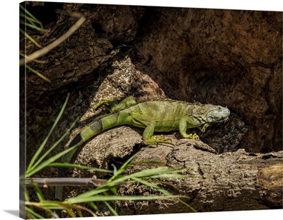 Green Iguana At Sumidero Canyon, Chiapas, Mexico