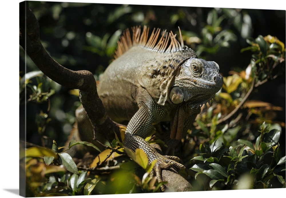 Green Iguana (Iguana iguana), Alajuela Province, Costa Rica, Central America