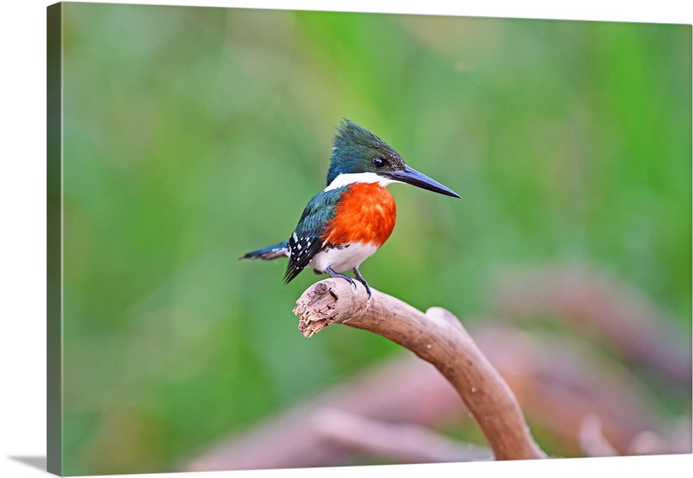 Green Kingfisher (American Chloroceryle), Pantanal, Mato Grosso, Brazil, South America