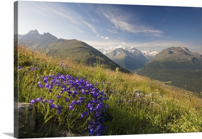 Green meadows and flowers frame the high peaks, Muottas Muragl, Engadine, Switzerland