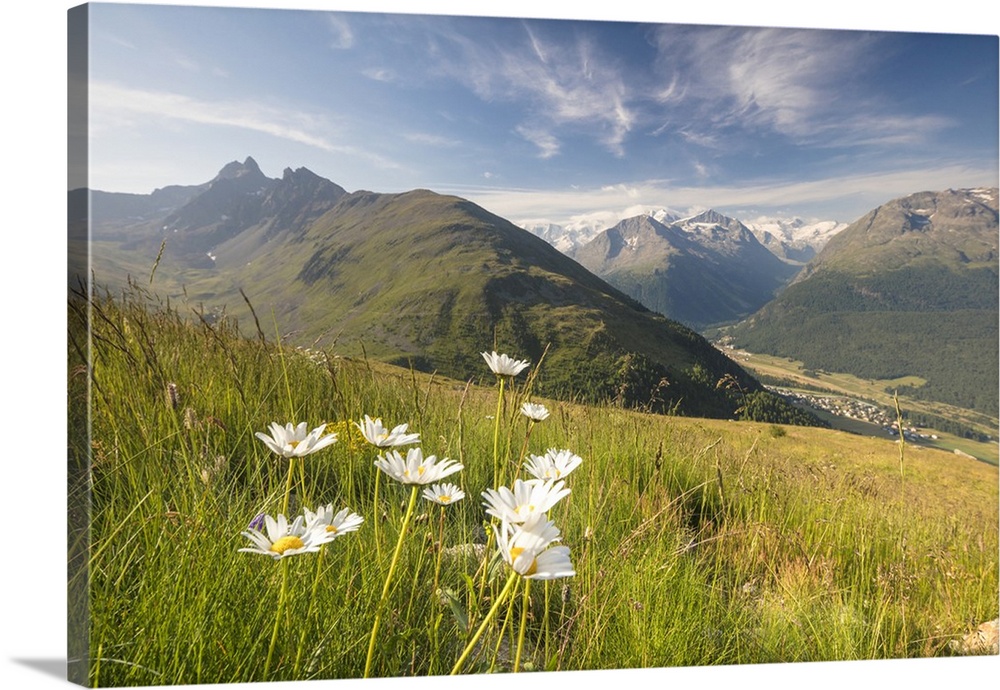Green meadows and flowers frame the high peaks, Muottas Muragl, Samedan, Canton of Graubunden, Engadine, Switzerland