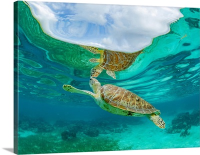 Green Sea Turtle, Surfacing For Air Near Caye Caulker, Mesoamerican Barrier Reef, Belize