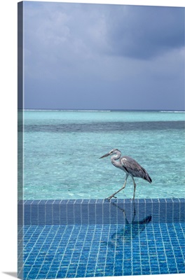 Grey Heron On The Edge Of A Swimming Pool, The Maldives, Indian Ocean