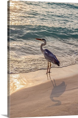 Grey Heron On The Shoreline Of The Lagoon On An Exotic Island At Dusk, The Maldives