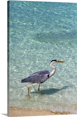 Grey Heron On The Shoreline Of The Lagoon On An Exotic Island In The Maldives