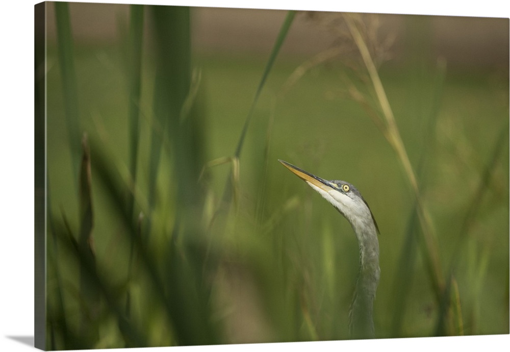 Grey heron (Ardea cinerea), United Kingdom, Europe