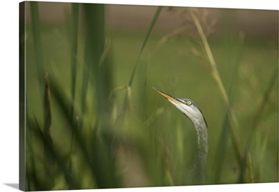 Grey heron United Kingdom