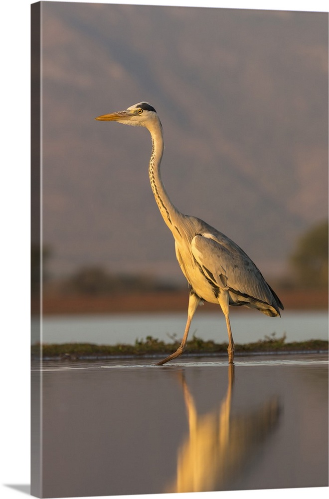 Grey heron (Ardea cinerea), Zimanga private game reserve, KwaZulu-Natal, South Africa, Africa