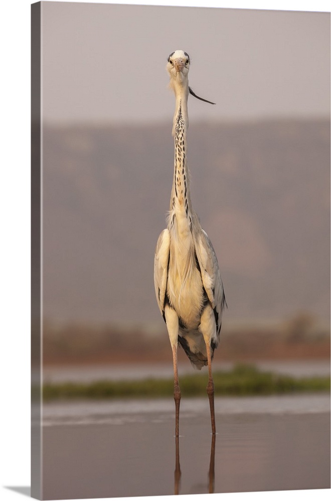 Grey heron (Ardea cinerea), Zimanga private game reserve, KwaZulu-Natal, South Africa, Africa