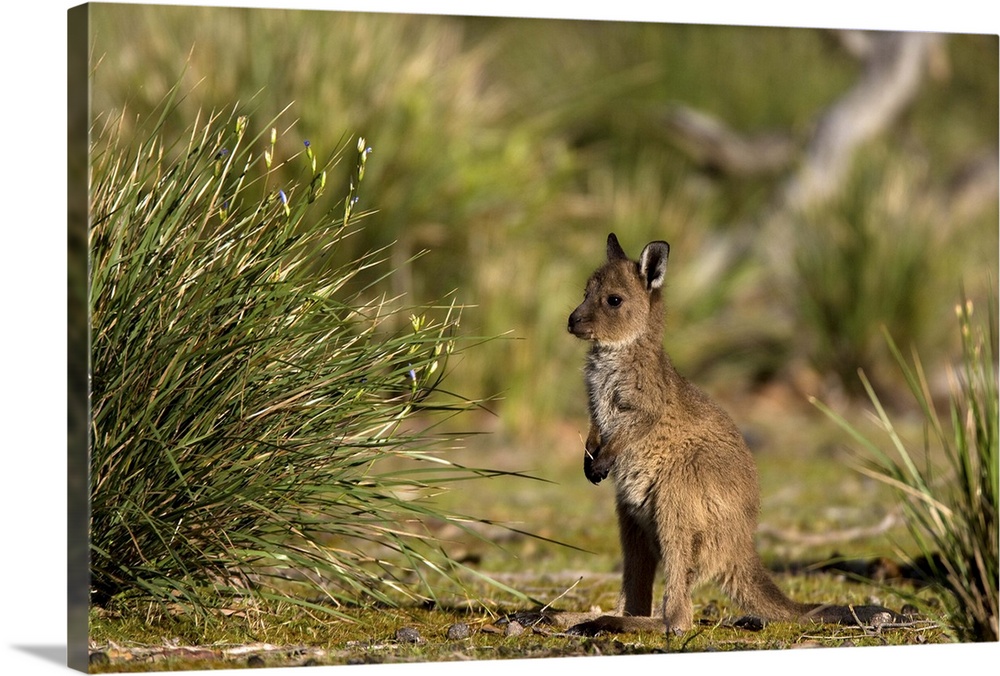 Grey kangaroo, Flinders Chase National Park, Kangaroo Island, South Australia, Australia