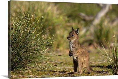 Grey kangaroo, Flinders Chase National Park, Kangaroo Island, South Australia, Australia