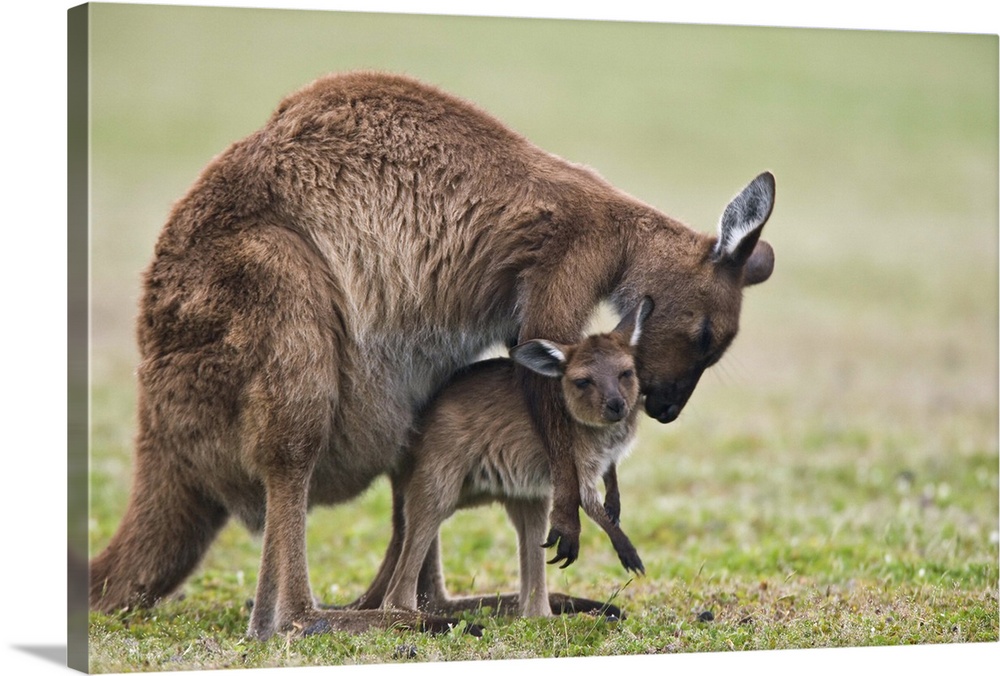 Grey kangaroo with joey, Kelly Hill Conservation, Kangaroo Island, Australia