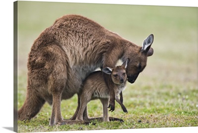 Grey kangaroo with joey, Kelly Hill Conservation, Kangaroo Island, Australia