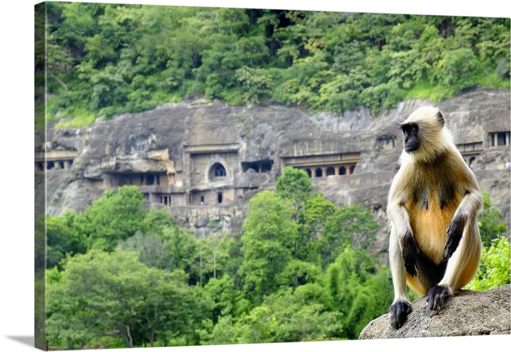 Grey langur monkey (Hanuman Langur) (Semnopithecus sp.) outside the Ajanta Caves, UNESCO World Heritage Site, Maharashtra,...